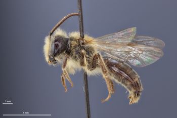 Media type: image;   Entomology 770265 Aspect: habitus lateral view